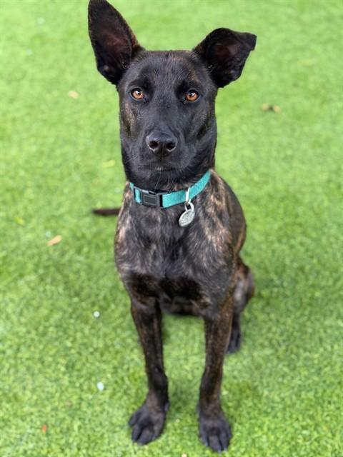 RASPBERRY, Adoptable, Young Female Belgian Shepherd / Malinois.
