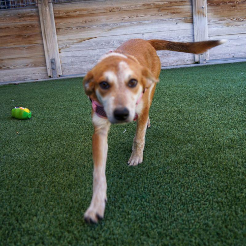 Enlarge Candy Corn, a Adoptable mixed breed in Jackson, WY image 6/6