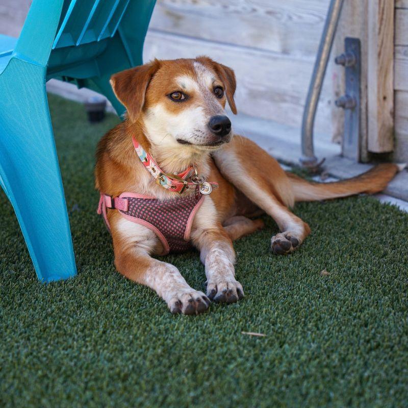 Enlarge Candy Corn, a Adoptable mixed breed in Jackson, WY image 5/6