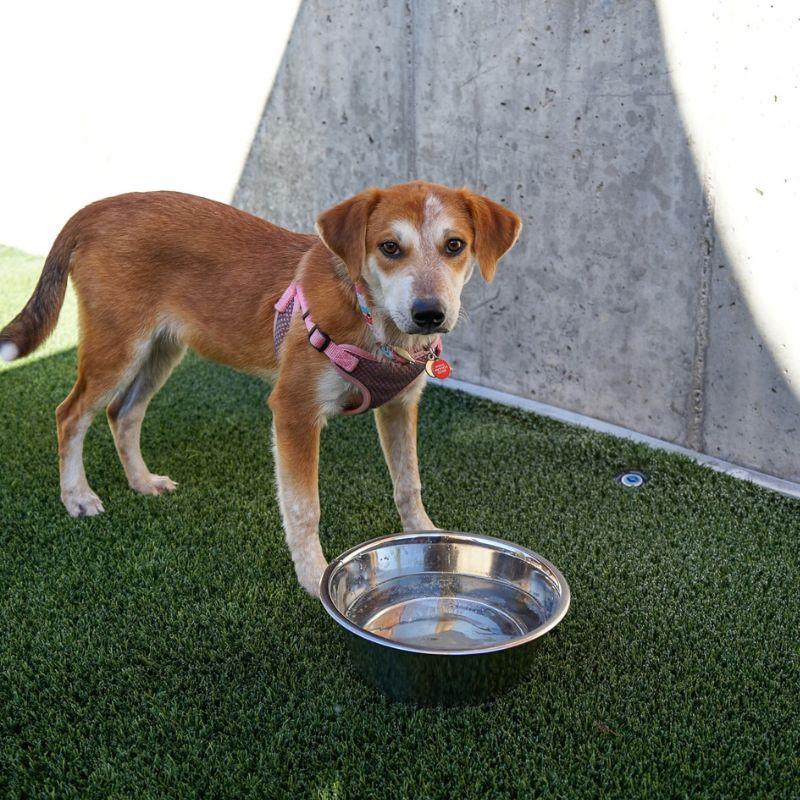 Enlarge Candy Corn, a Adoptable mixed breed in Jackson, WY image 4/6