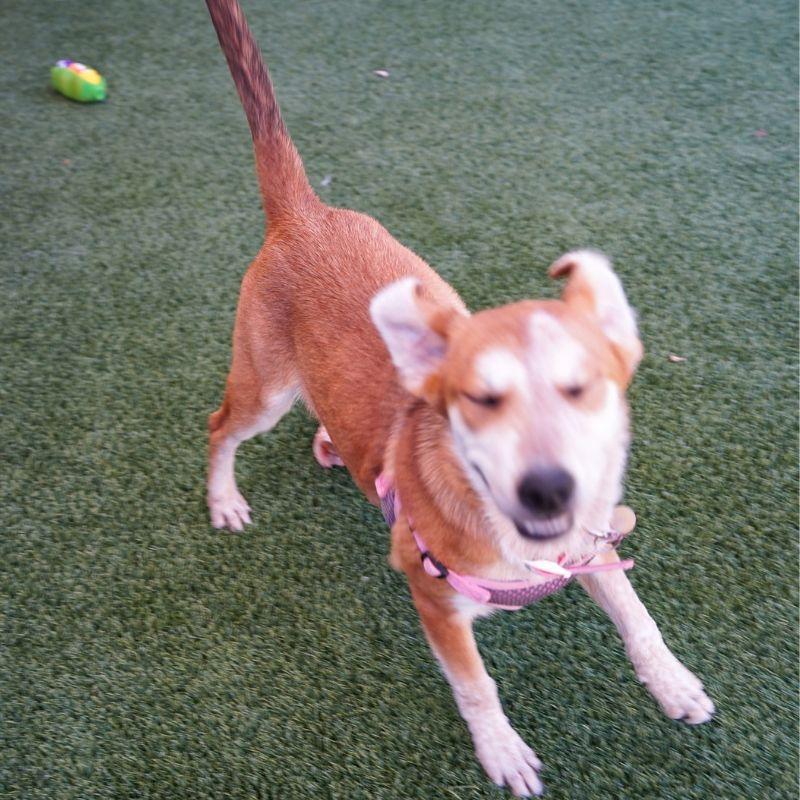 Candy Corn, Adoptable, Young Female Australian Cattle Dog / Blue Heeler.