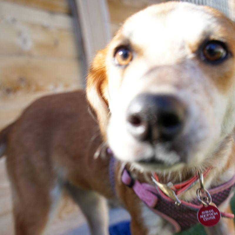 Enlarge Candy Corn, a Adoptable mixed breed in Jackson, WY image 2/6