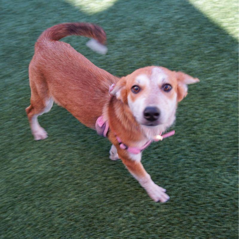 Enlarge Candy Corn, a Adoptable mixed breed in Jackson, WY image 3/6