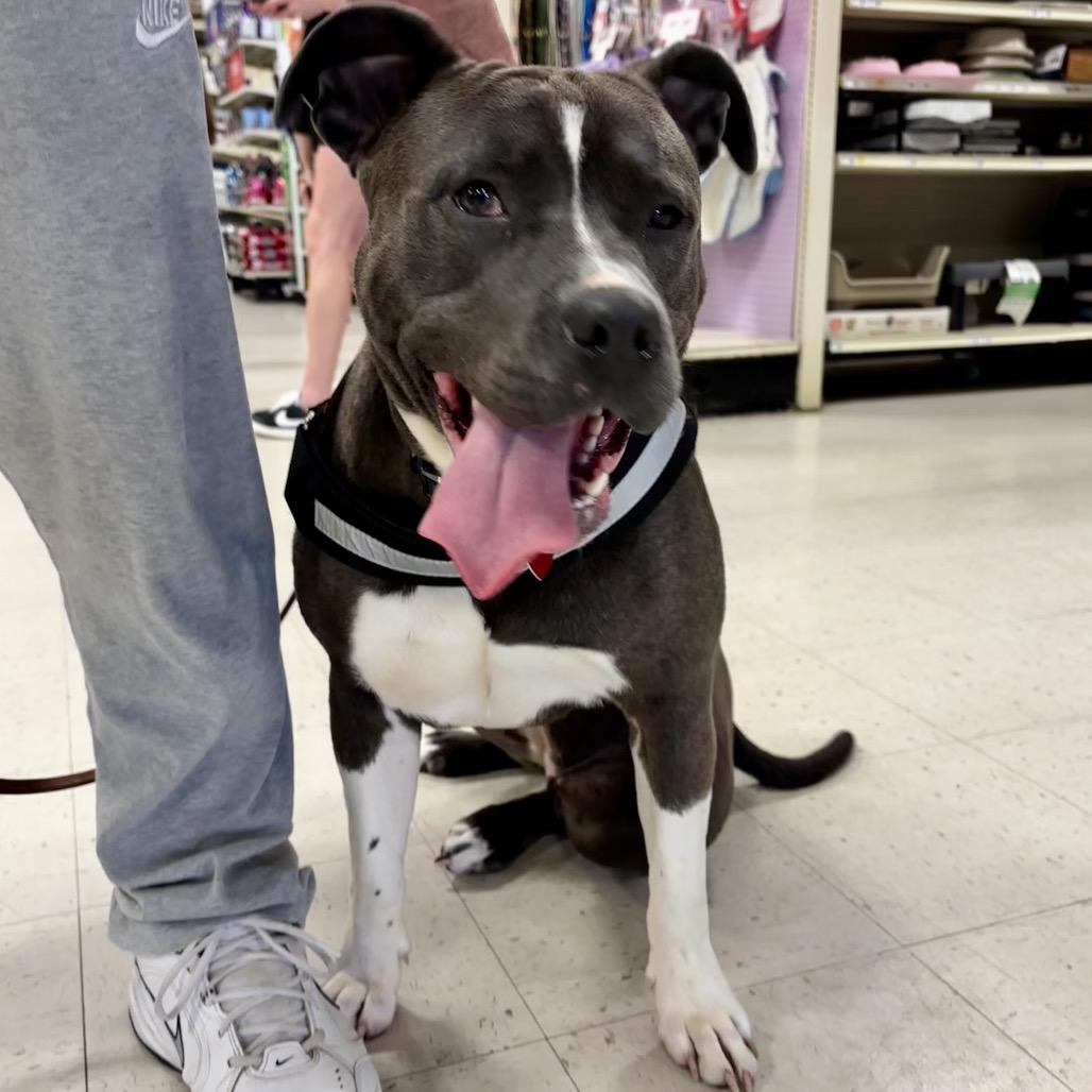 Pretty Girl 26-0064, a Adoptable Pit Bull Terrier in Yanceyville, NC image 1/4