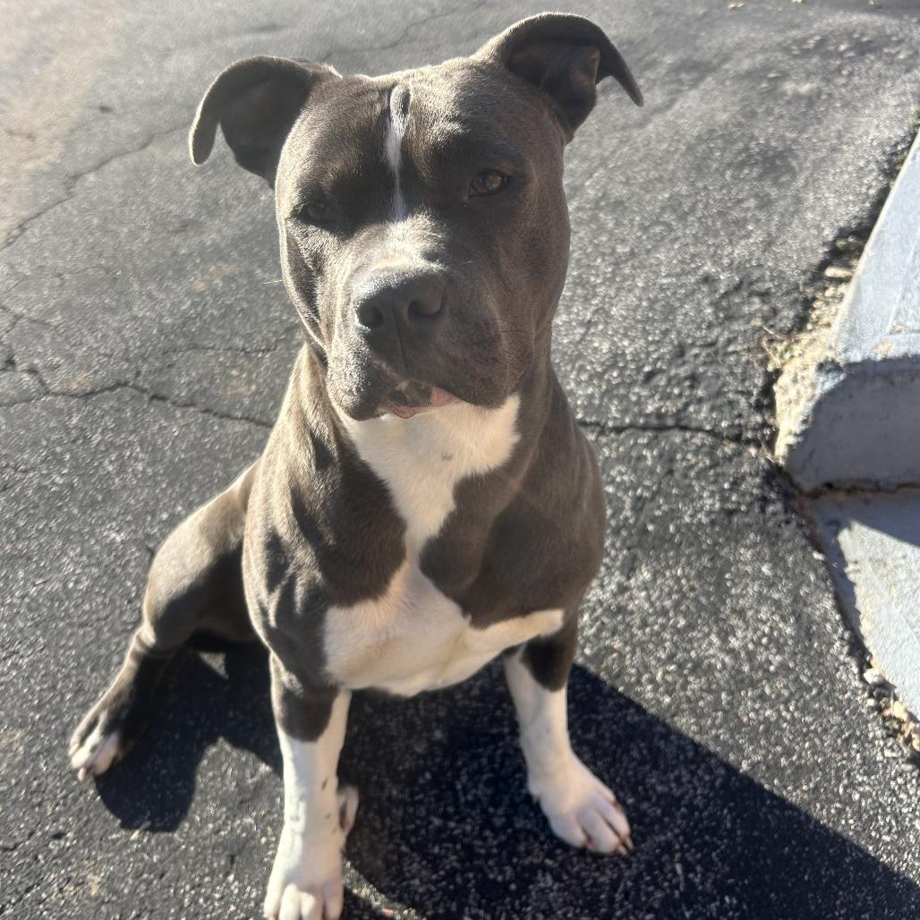 Pretty Girl 26-0064, Adoptable, Adult Female Pit Bull Terrier.