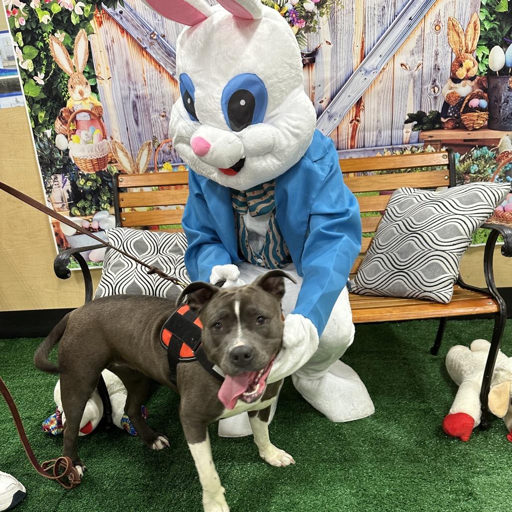 Pretty Girl 26-0064, a Adoptable Pit Bull Terrier in Yanceyville, NC image 3/4