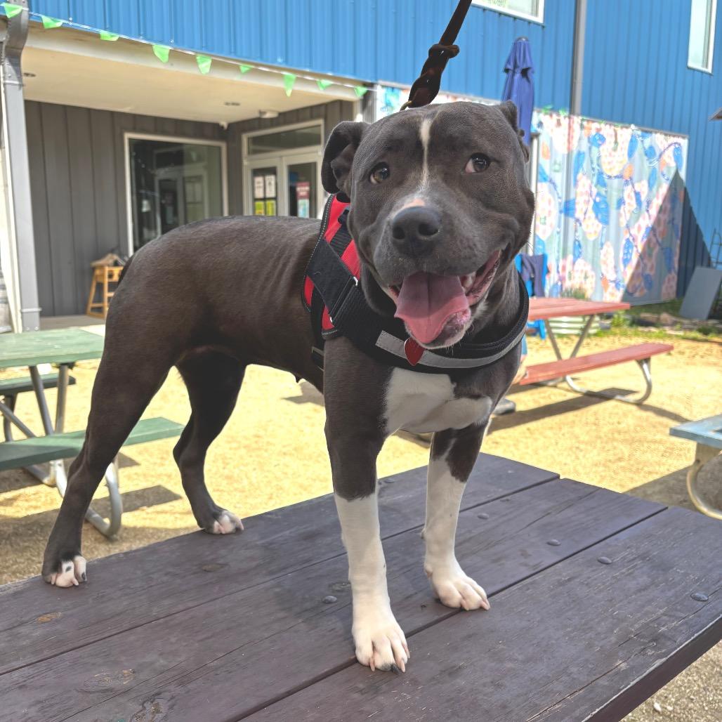 Enlarge Pretty Girl 26-0064, a Adoptable Pit Bull Terrier in Yanceyville, NC image 2/4