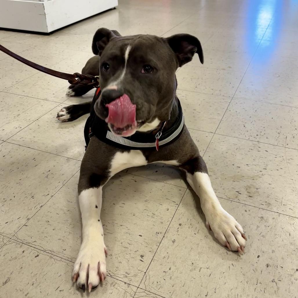 Pretty Girl 26-0064, a Adoptable Pit Bull Terrier in Yanceyville, NC image 4/4