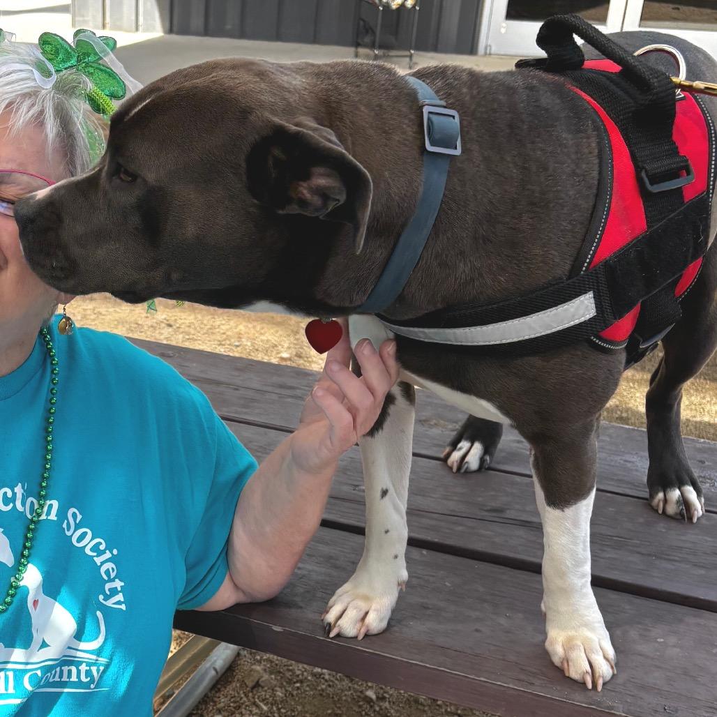 Enlarge Pretty Girl 26-0064, a Adoptable Pit Bull Terrier in Yanceyville, NC image 3/4