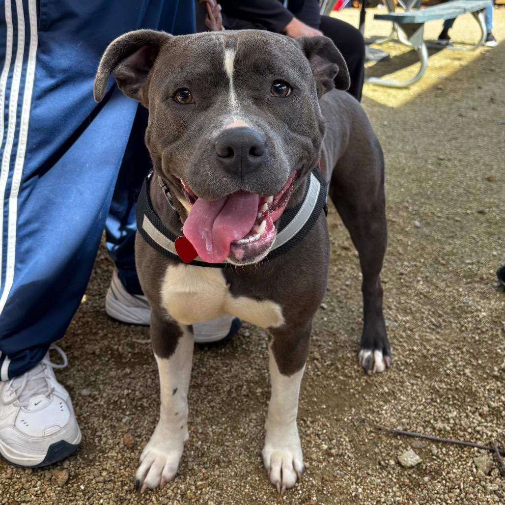 Enlarge Pretty Girl 26-0064, a Adoptable Pit Bull Terrier in Yanceyville, NC image 4/4