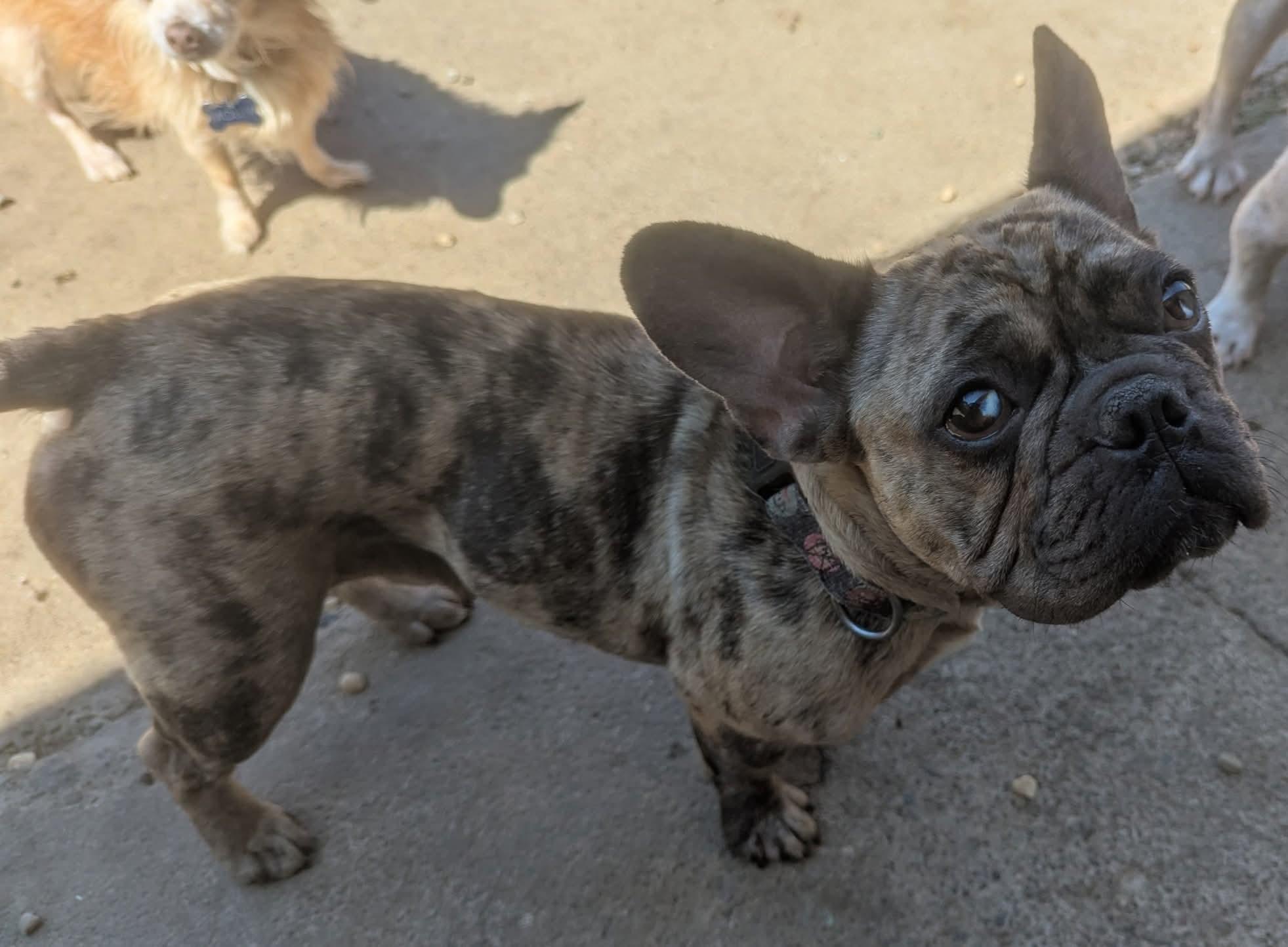 Enlarge Amore', a Adoptable French Bulldog in Oakland, CA image 2/6
