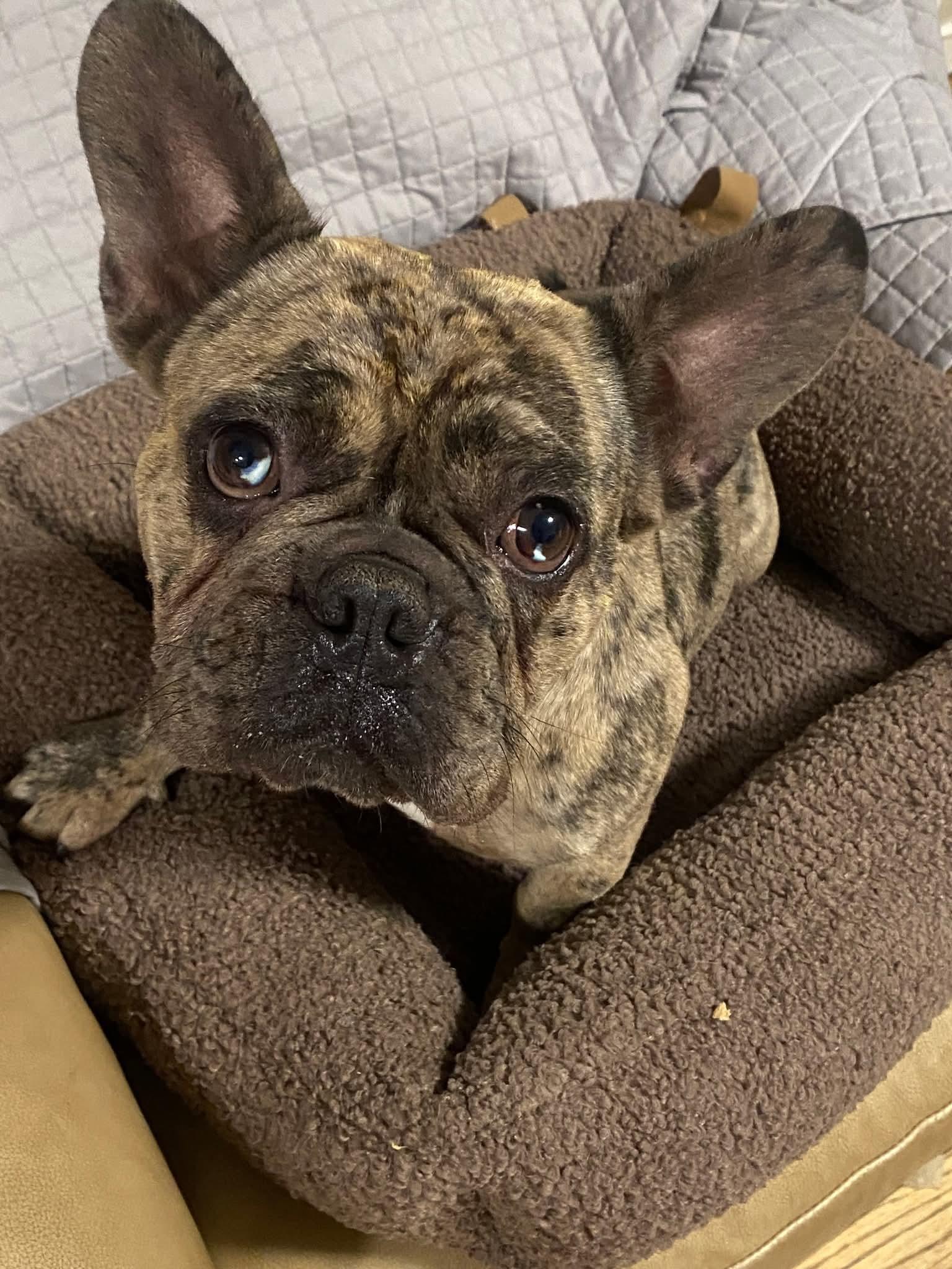 Enlarge Amore', a Adoptable French Bulldog in Oakland, CA image 3/6