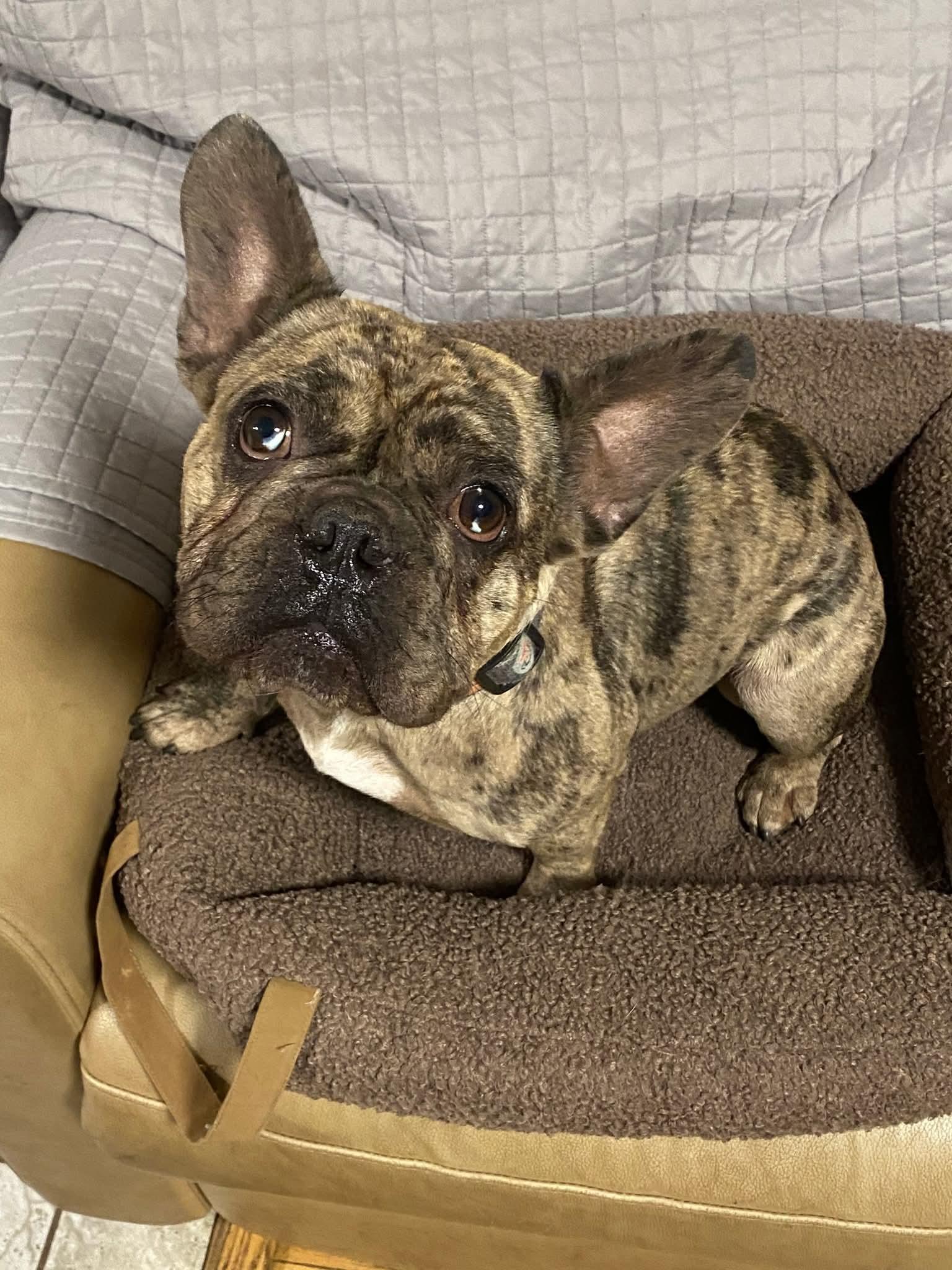 Enlarge Amore', a Adoptable French Bulldog in Oakland, CA image 5/6