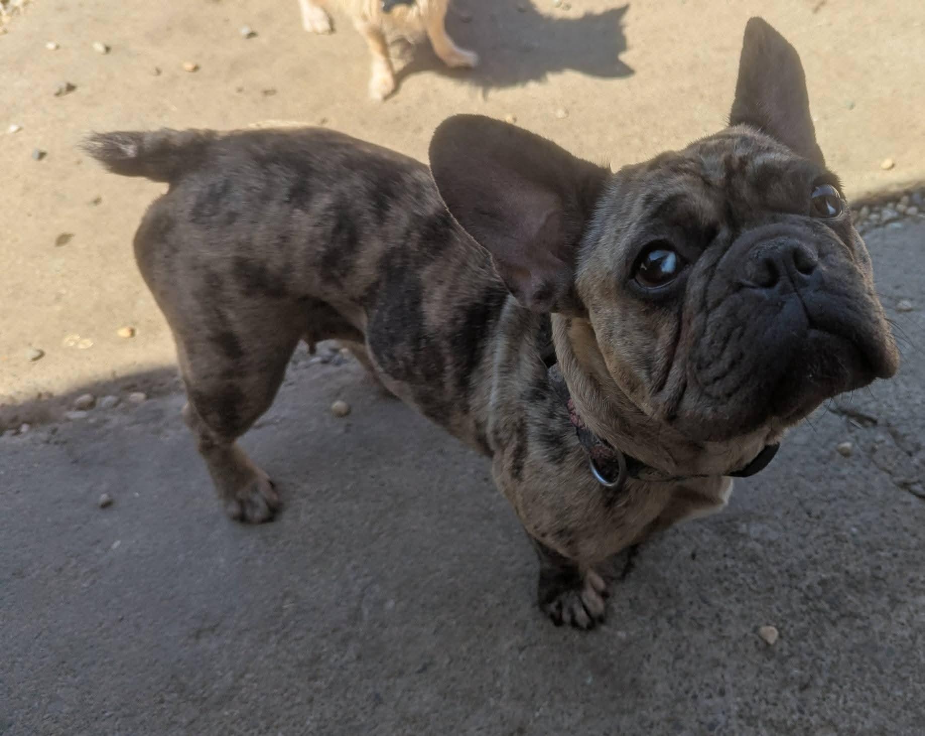 Enlarge Amore', a Adoptable French Bulldog in Oakland, CA image 6/6