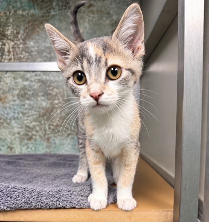 Enlarge Noodle, a Adoptable mixed breed in Paducah, KY image 1/1