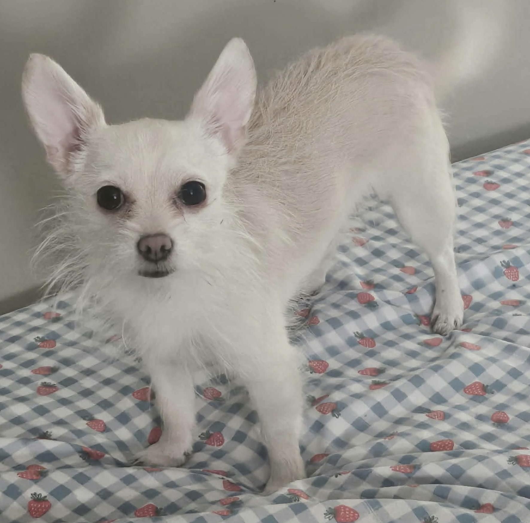 Ivy Dory, ADOPTABLE, Young Female Chihuahua.