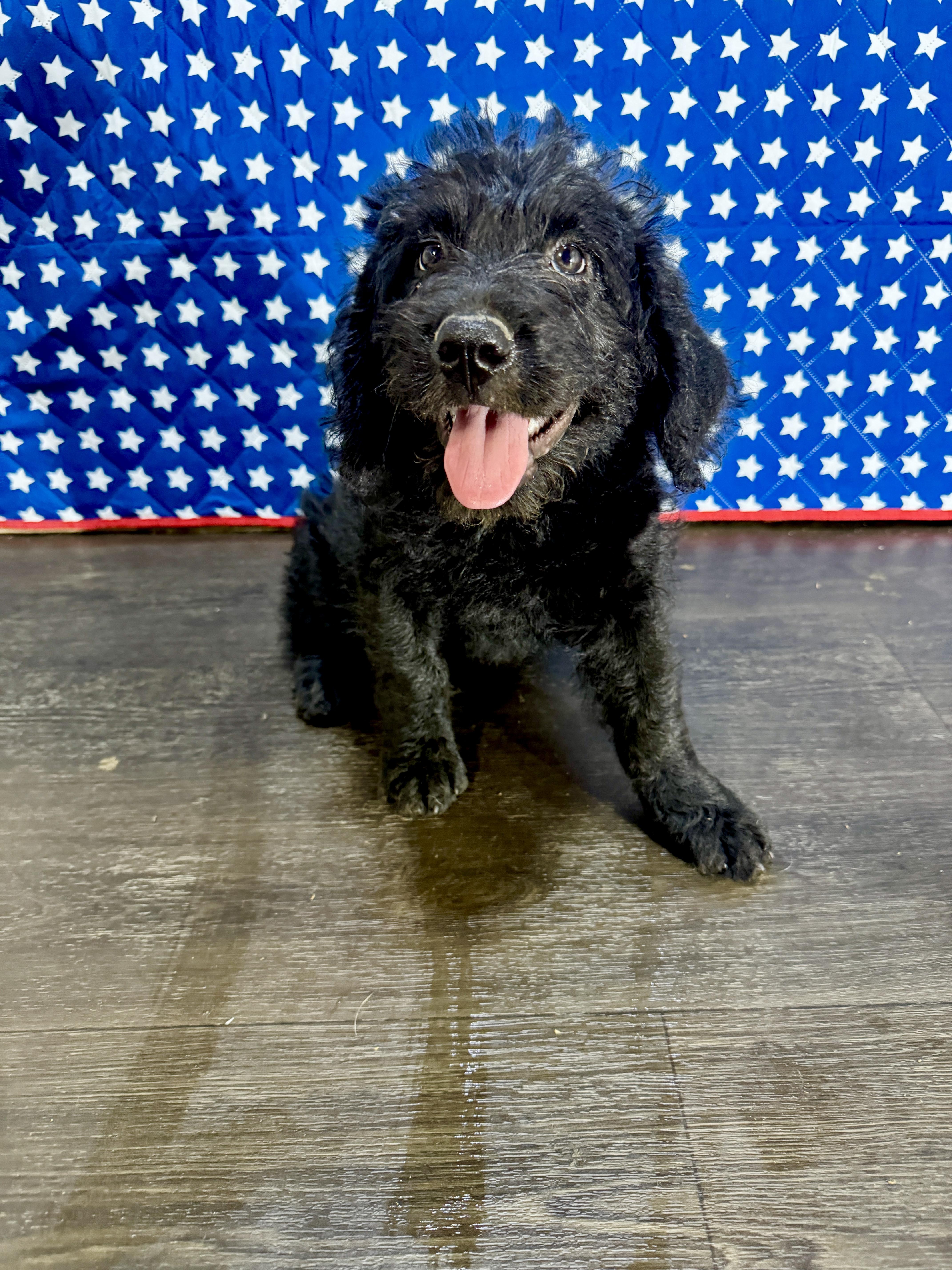 Monroe, adopted, Puppy Female Labradoodle.