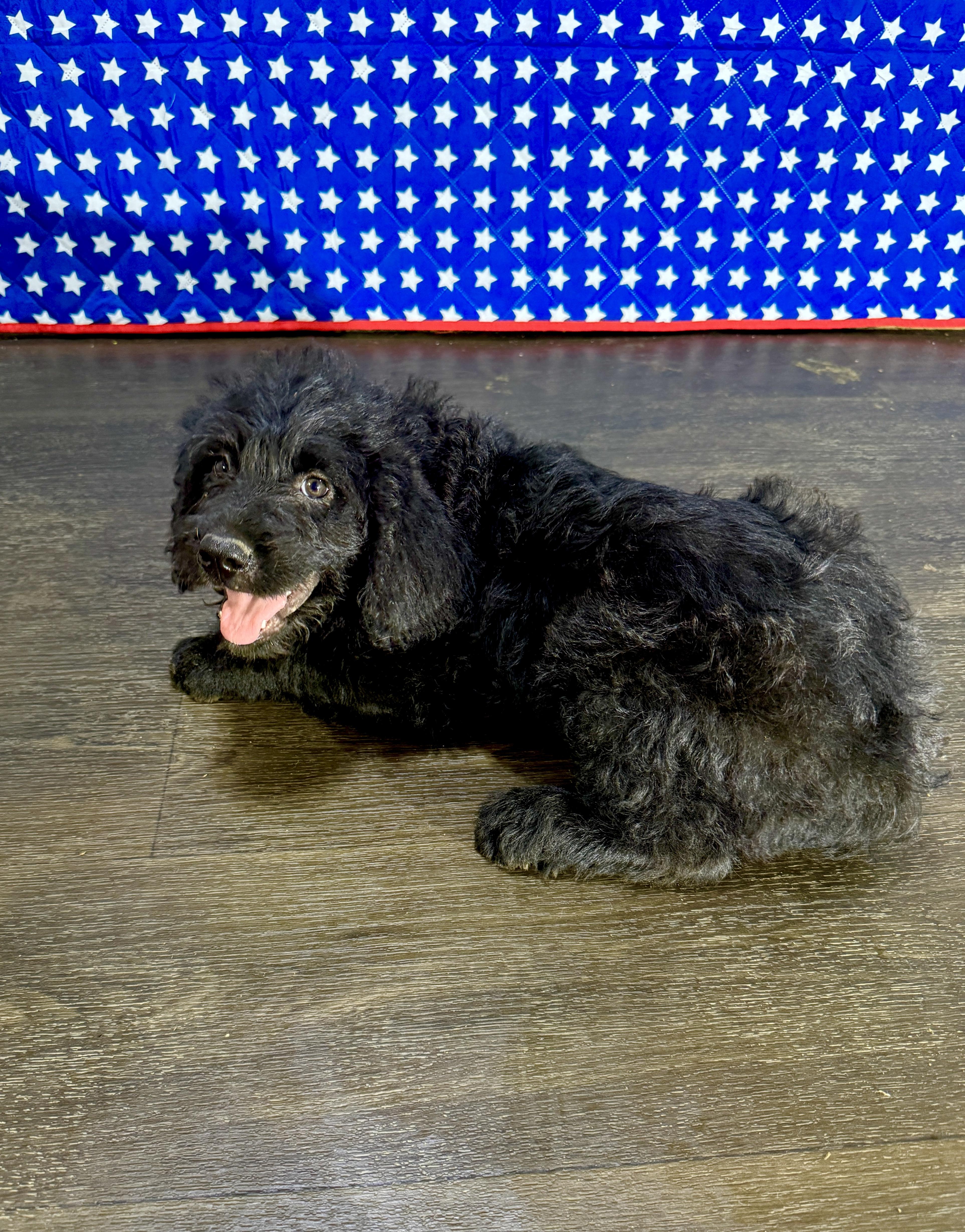 Monroe, an adopted mixed breed in Stormville, NY image 3/6