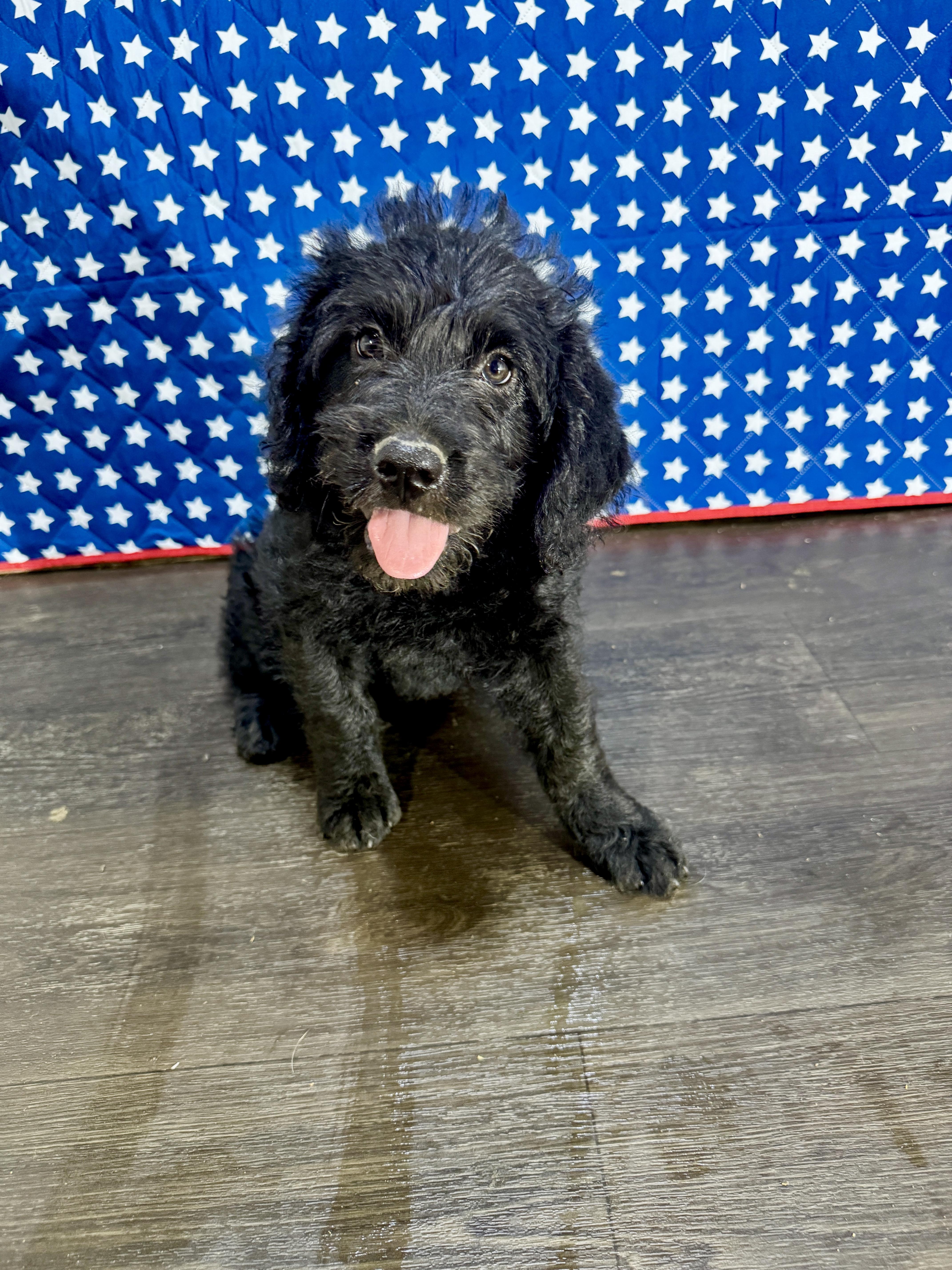 Monroe, an adopted mixed breed in Stormville, NY image 2/6