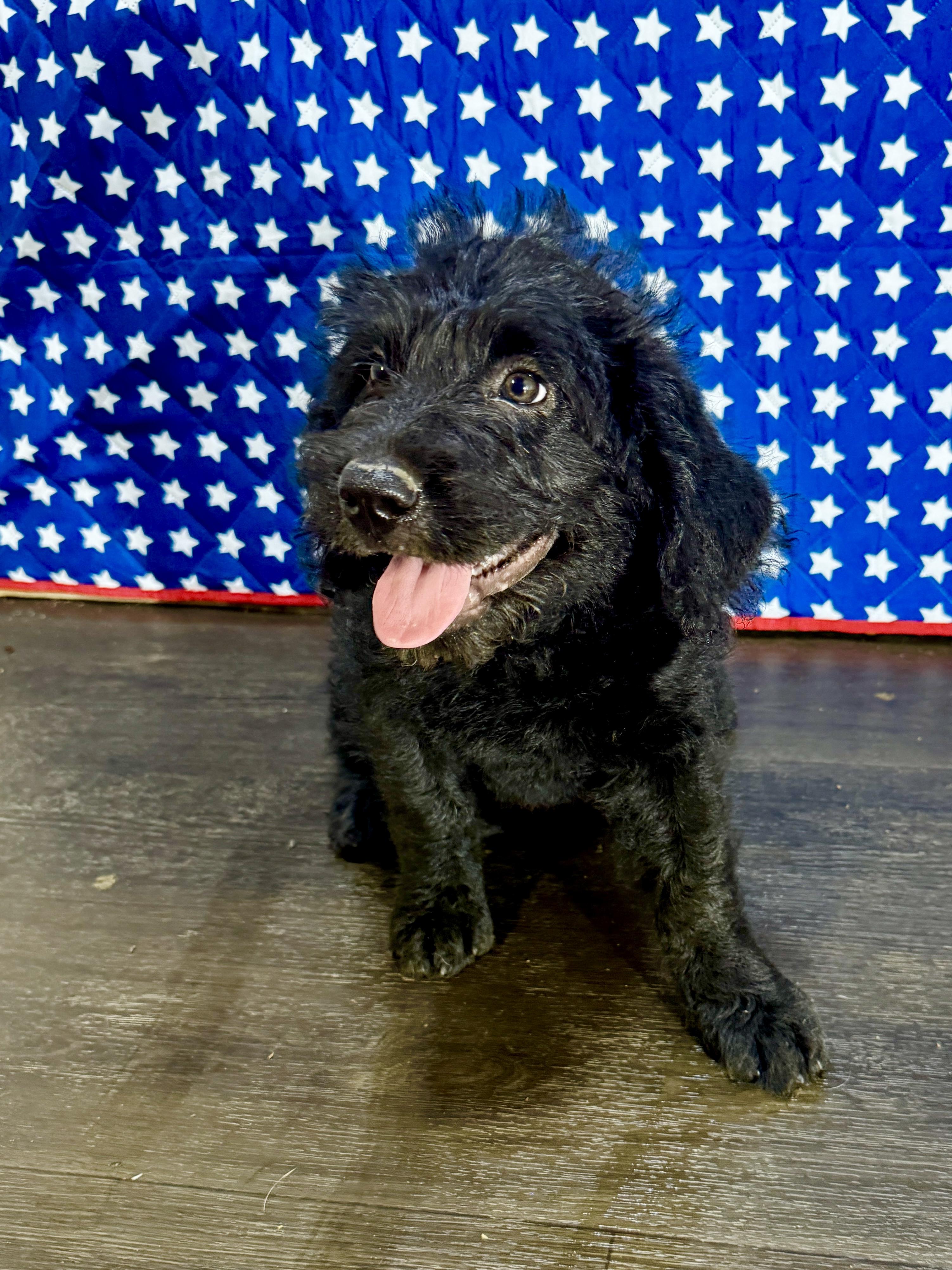 Monroe, an adopted mixed breed in Stormville, NY image 4/6