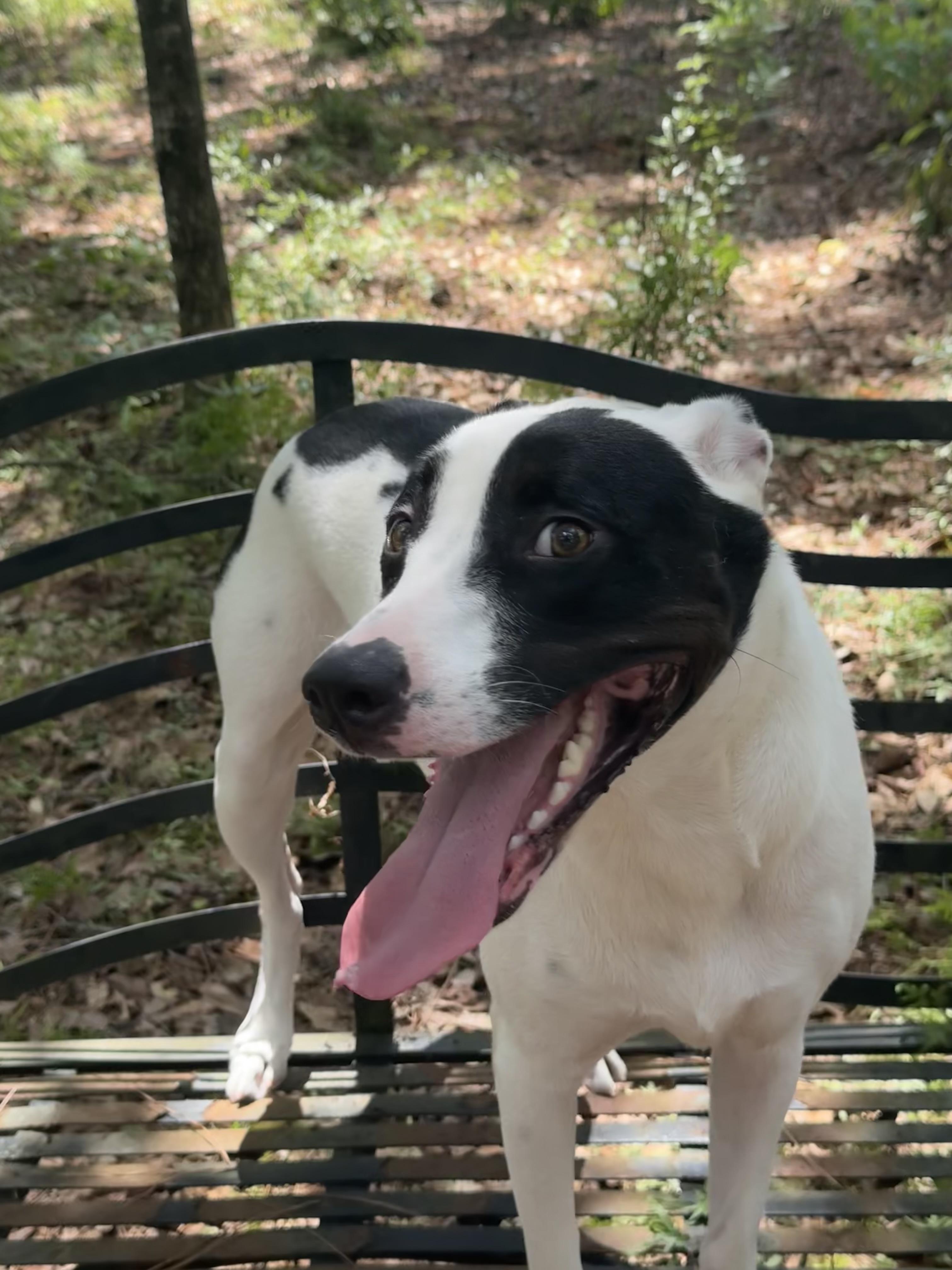 Sassy, a ADOPTABLE mixed breed in Mobile, AL image 2/5