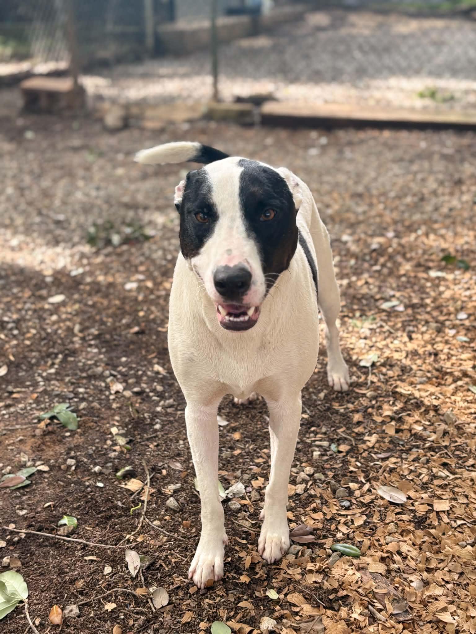 Sassy, a ADOPTABLE mixed breed in Mobile, AL image 2/6