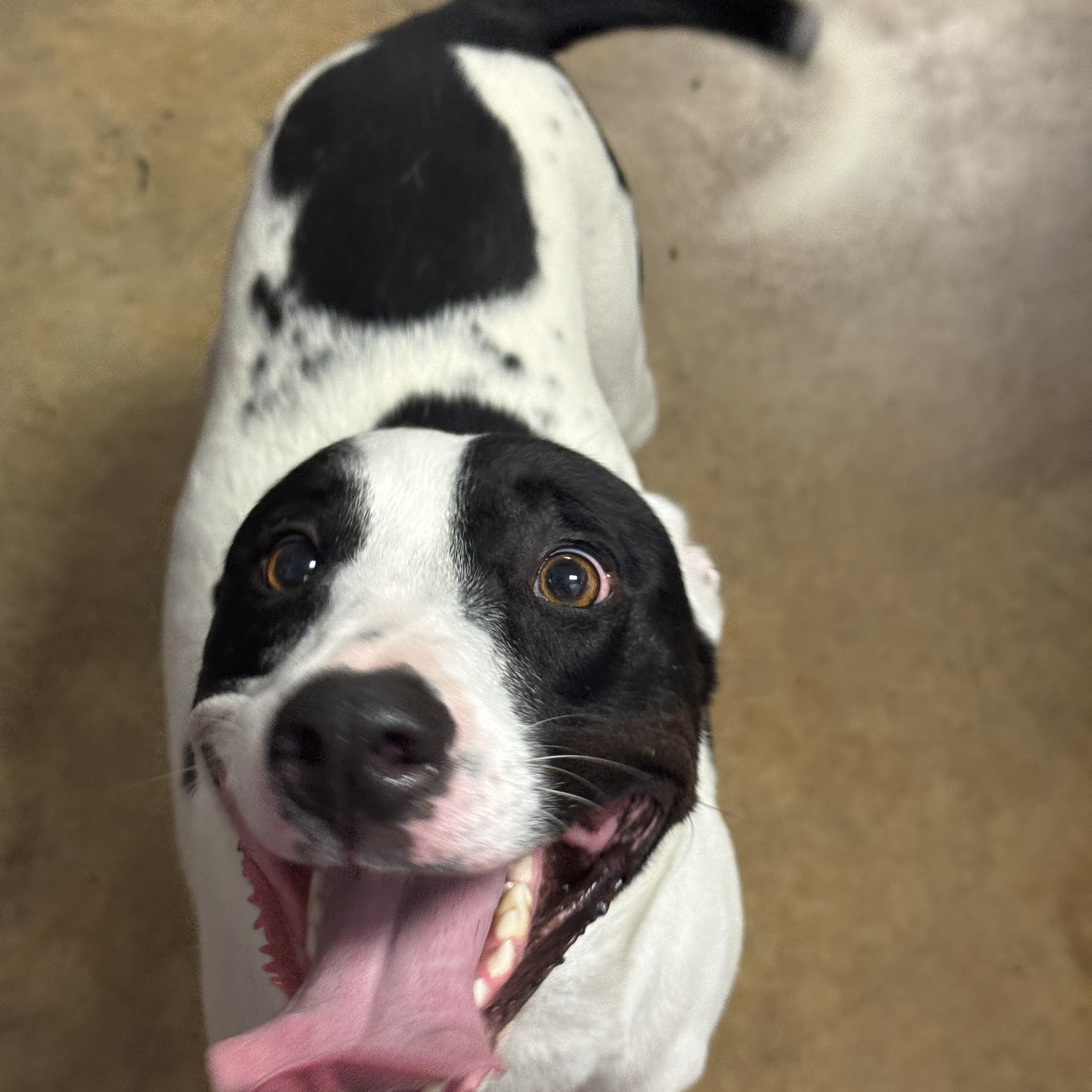 Sassy, ADOPTABLE, Adult Female Bull Terrier & Jack Russell Terrier.