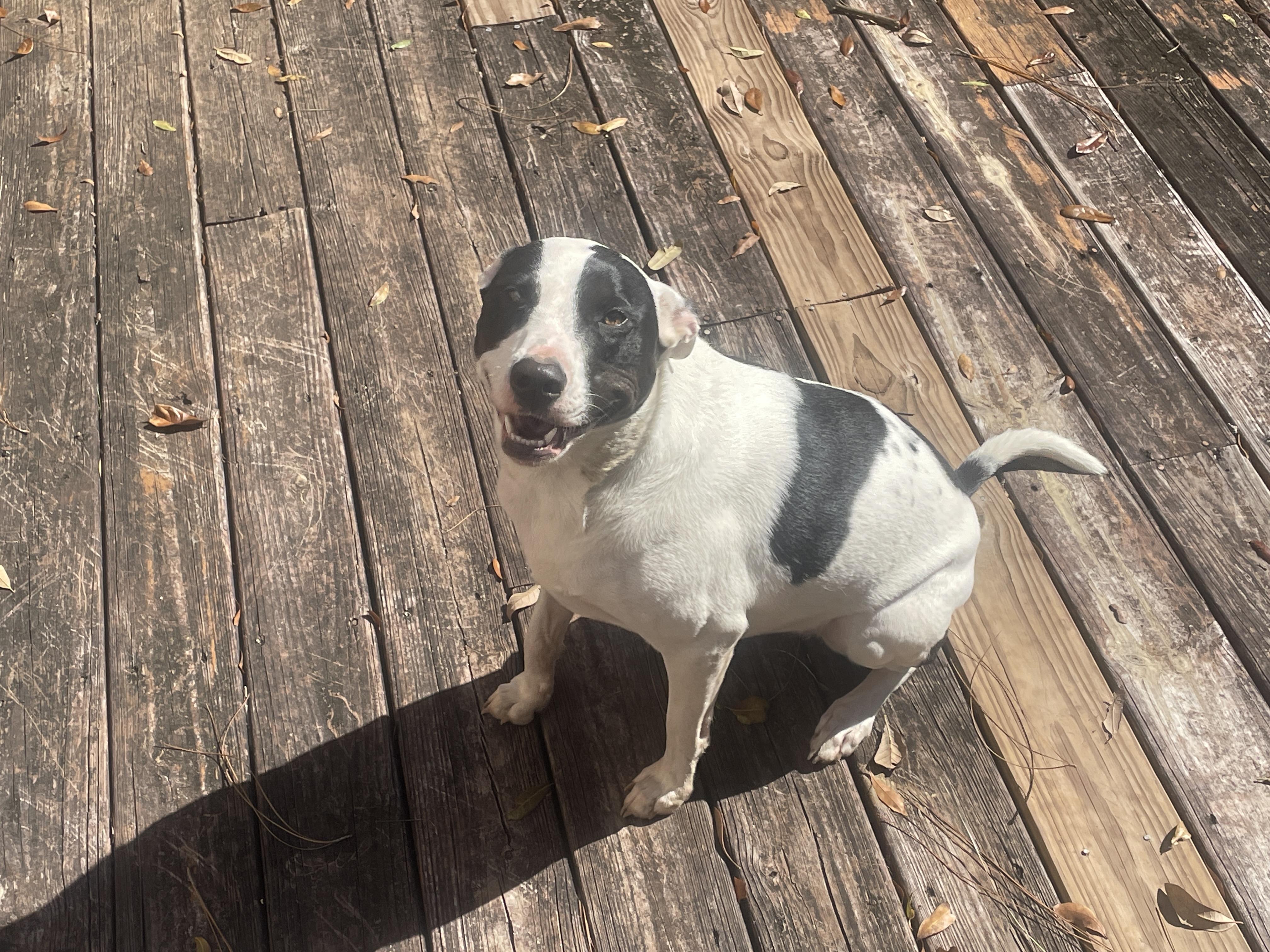 ~ Courtesy ~ Sassy, ADOPTABLE, Adult Female Bull Terrier & Jack Russell Terrier.