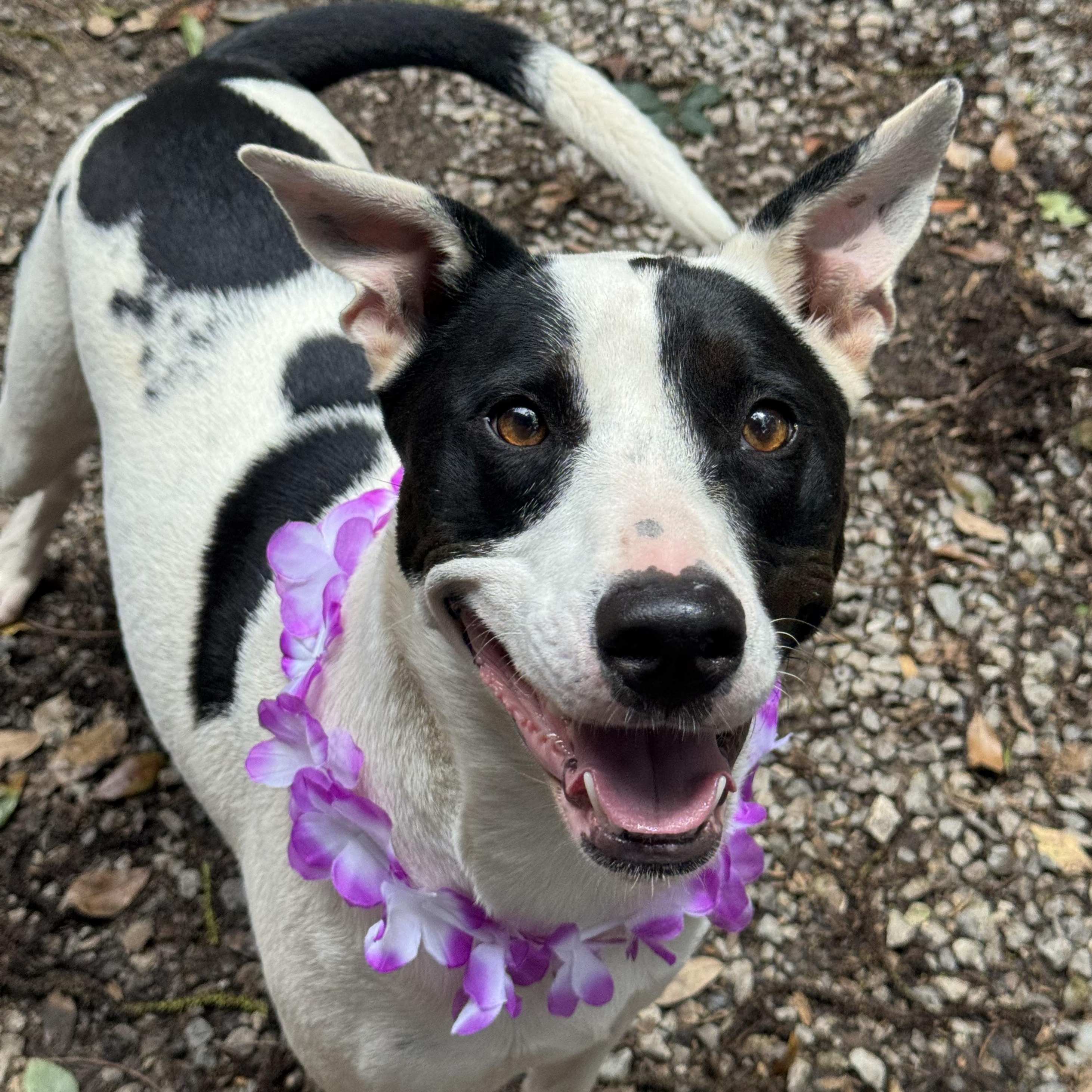 Sassy, a ADOPTABLE mixed breed in Mobile, AL image 1/6