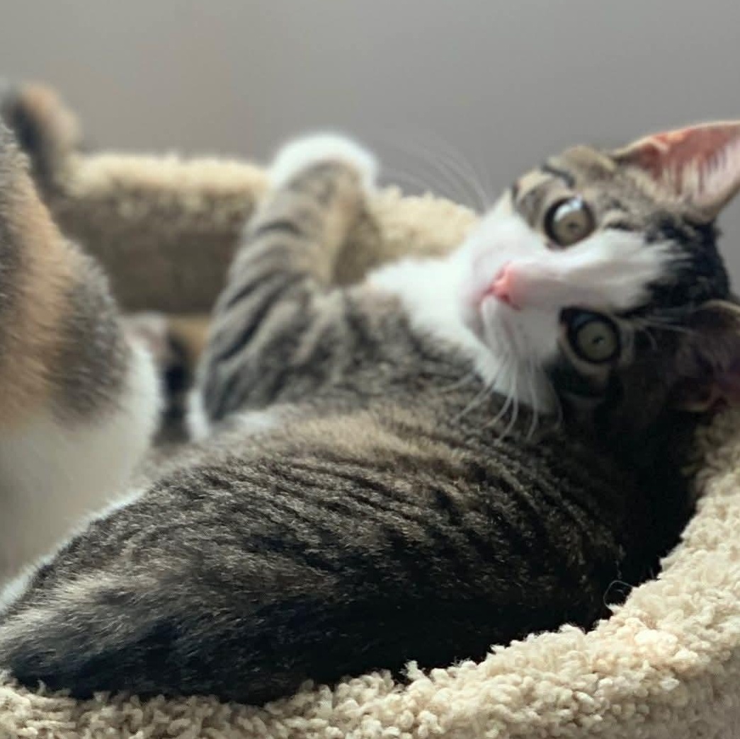 Enlarge Apple Cidar, an adoptable Domestic Short Hair in Sewell, NJ image 3/3