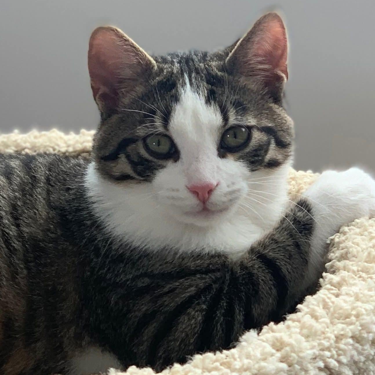 Enlarge Apple Cidar, an adoptable Domestic Short Hair in Sewell, NJ image 1/3