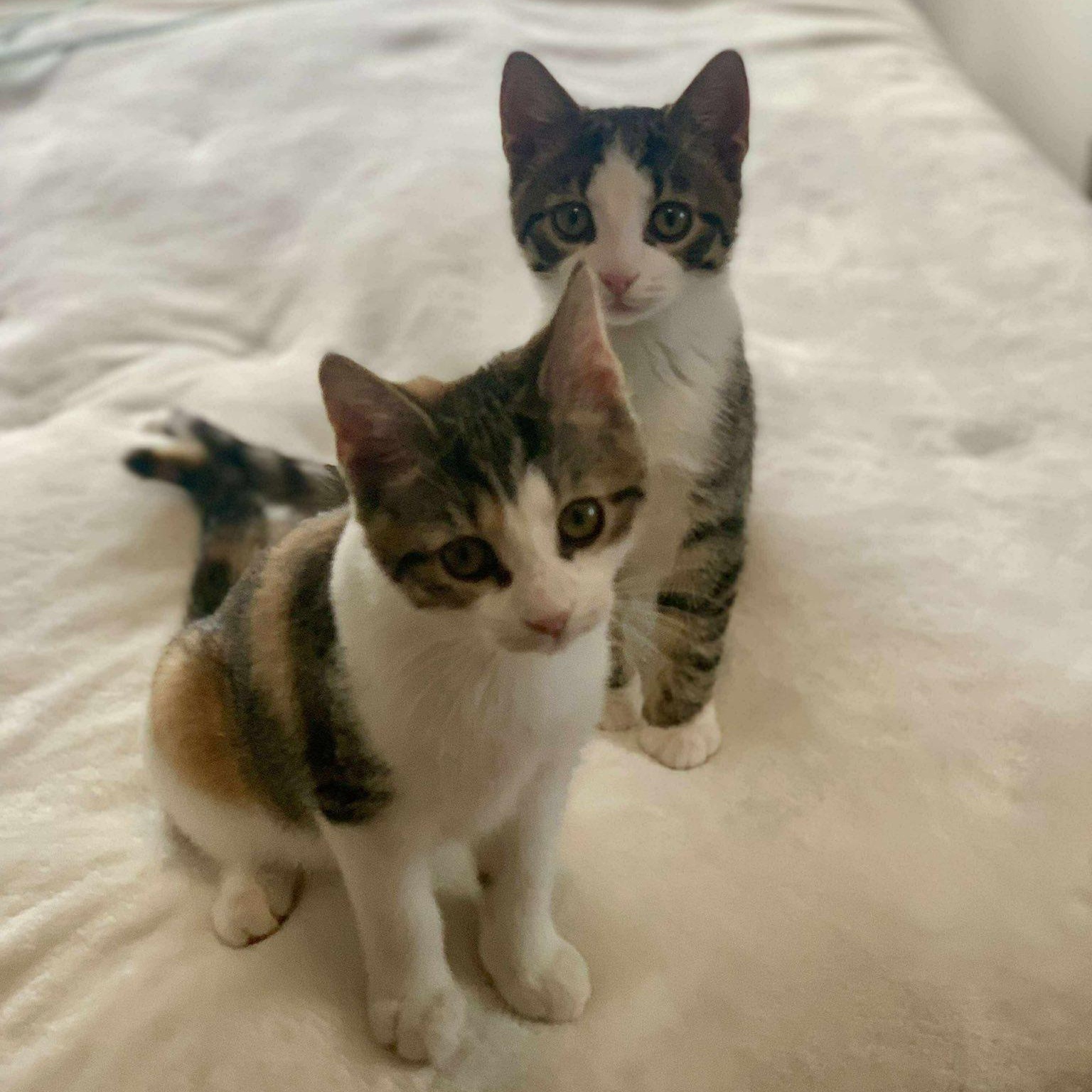 Candy & Apple (bonded pair), ADOPTABLE, Kitten Male Domestic Short Hair.