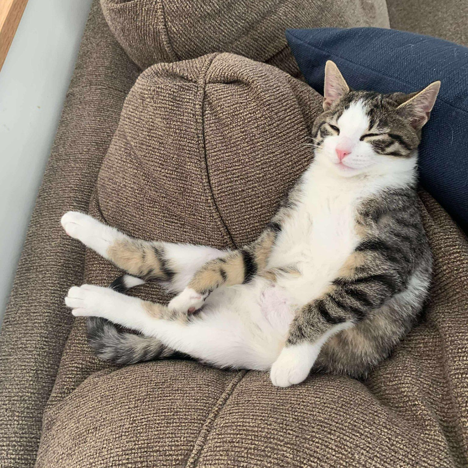 Enlarge Apple Cidar, an adoptable Domestic Short Hair in Sewell, NJ image 2/3