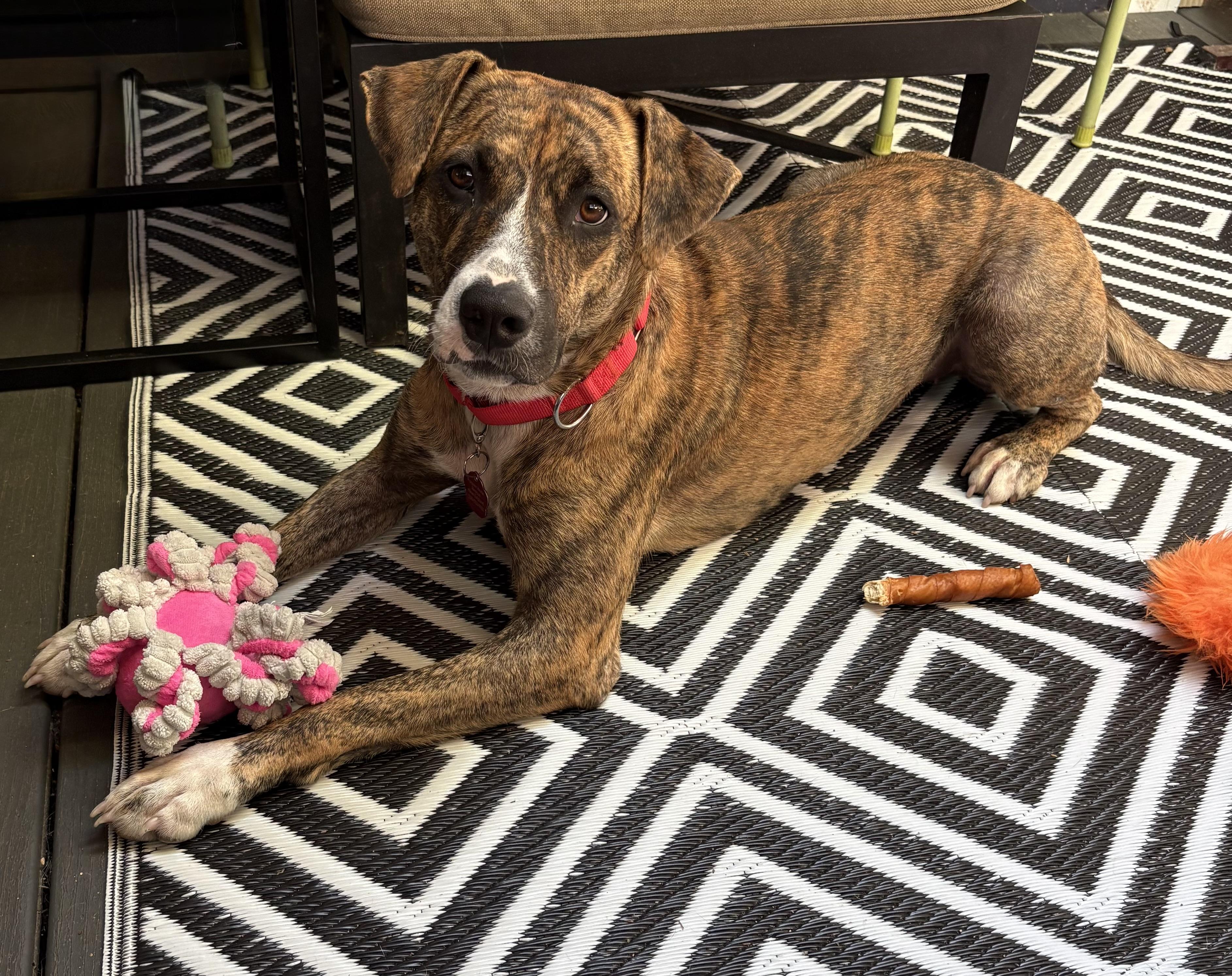 Enlarge Hope - COME MEET, a Adoptable mixed breed in Medfield, MA image 5/6