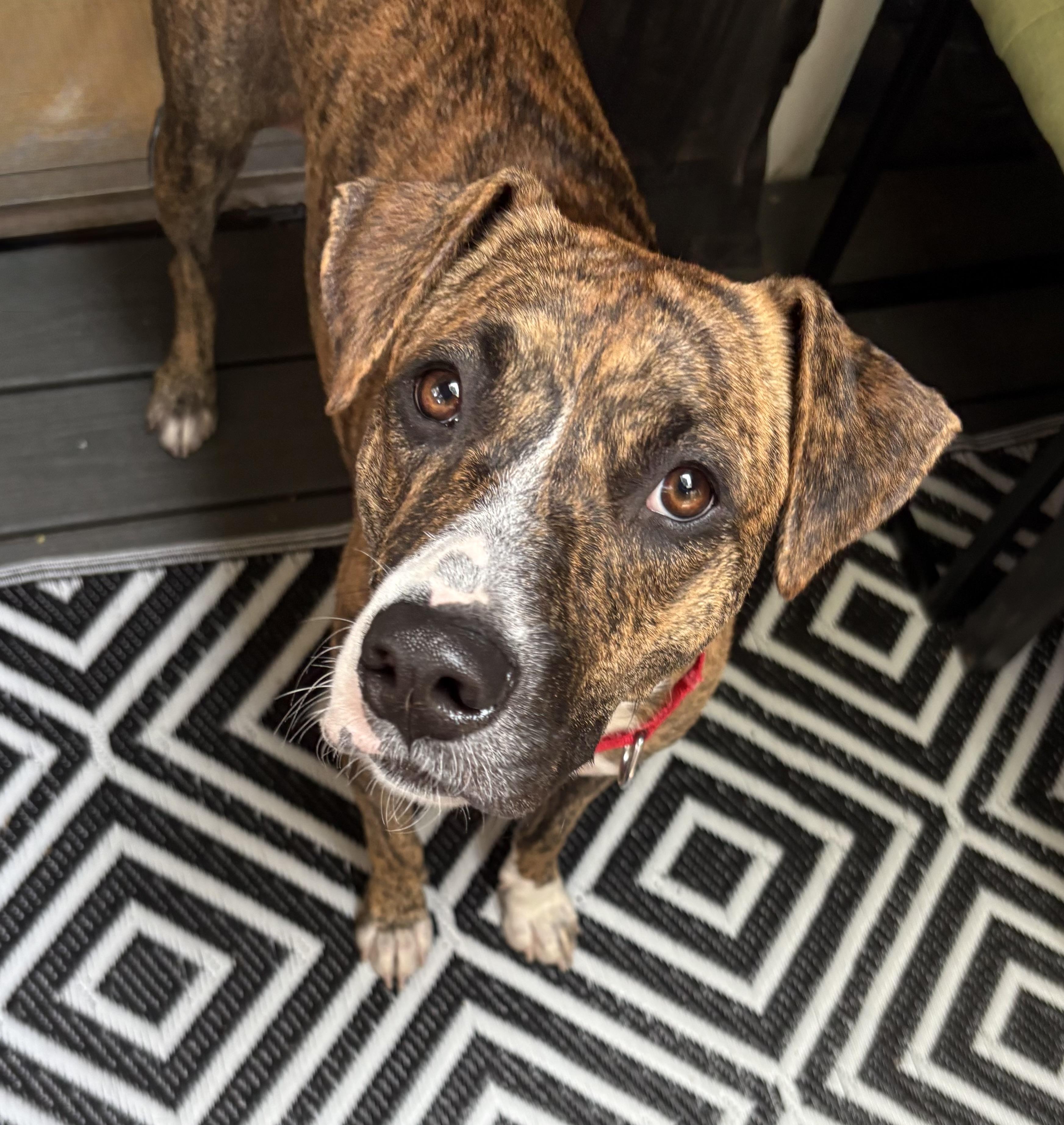 Enlarge Hope - COME MEET, a Adoptable mixed breed in Medfield, MA image 1/6