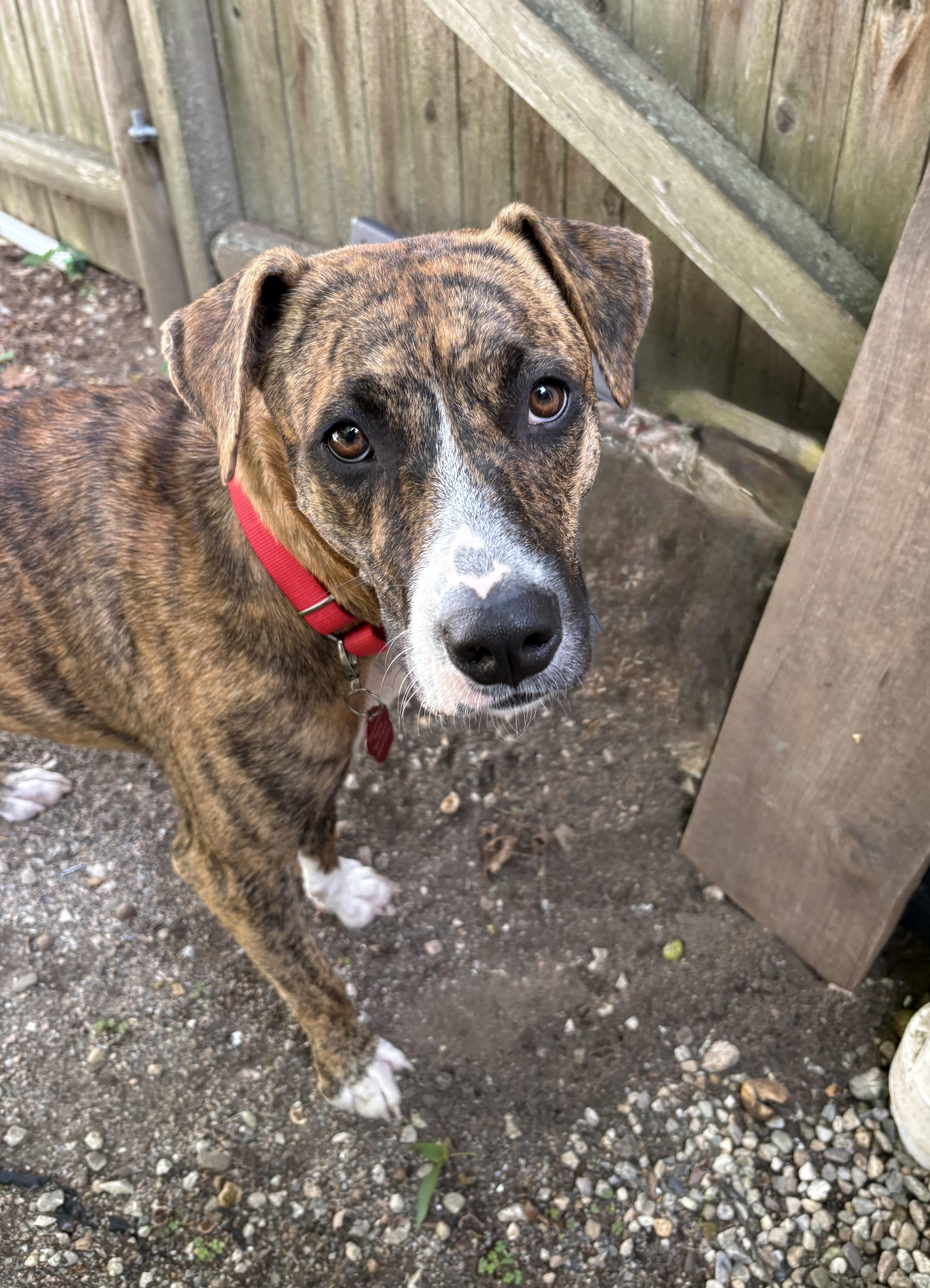 Enlarge Hope - COME MEET, a Adoptable mixed breed in Medfield, MA image 6/6