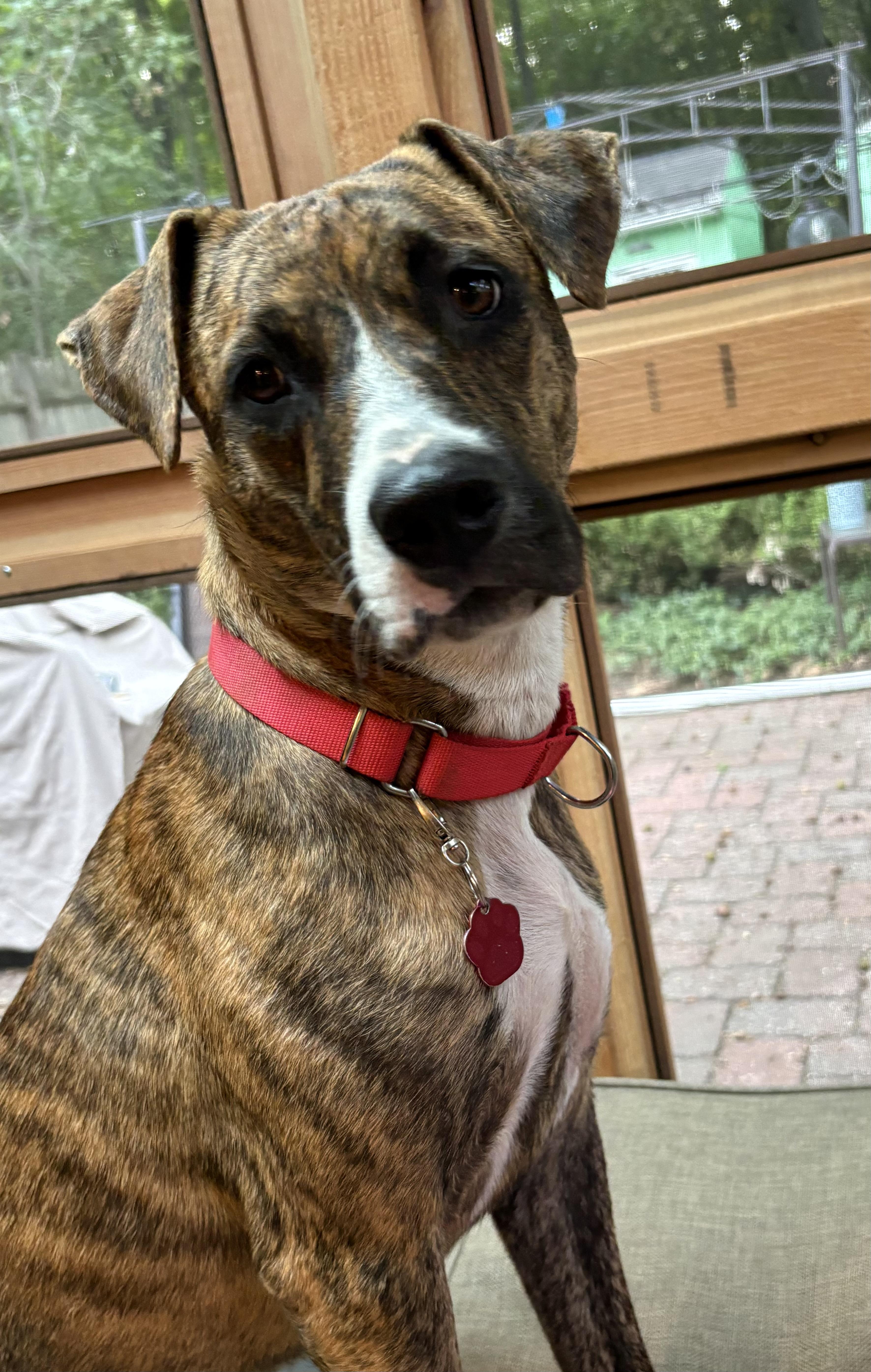 Enlarge Hope - COME MEET, a Adoptable mixed breed in Medfield, MA image 2/6