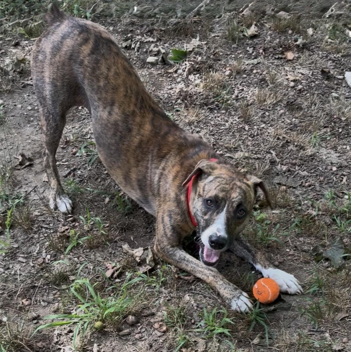 Enlarge Hope - COME MEET, a Adoptable mixed breed in Medfield, MA image 3/6