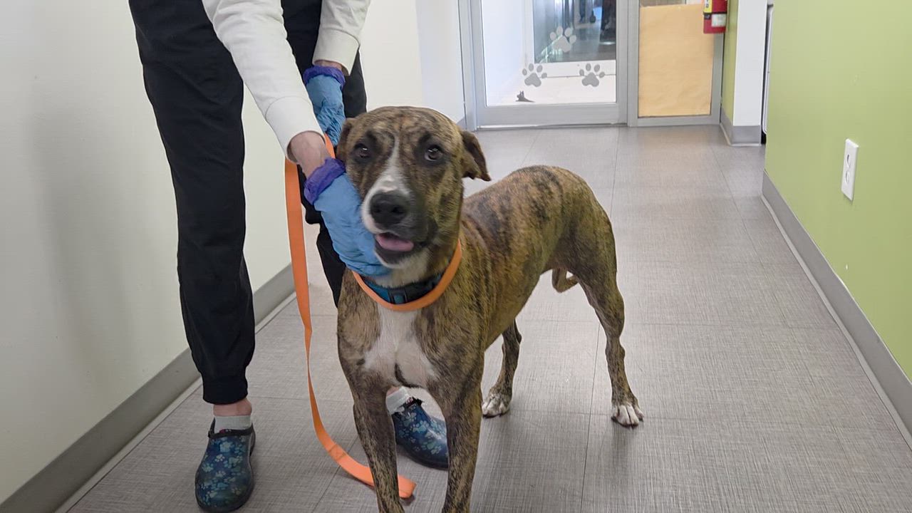 Enlarge Hope - COME MEET, a Adoptable mixed breed in Medfield, MA video 4/6