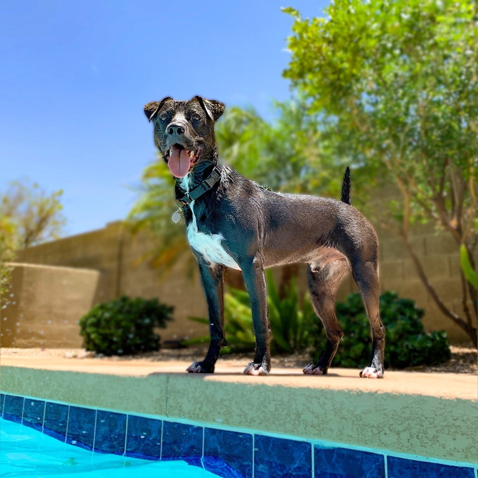 Rocket, Adoptable, Adult Male Labrador Retriever.