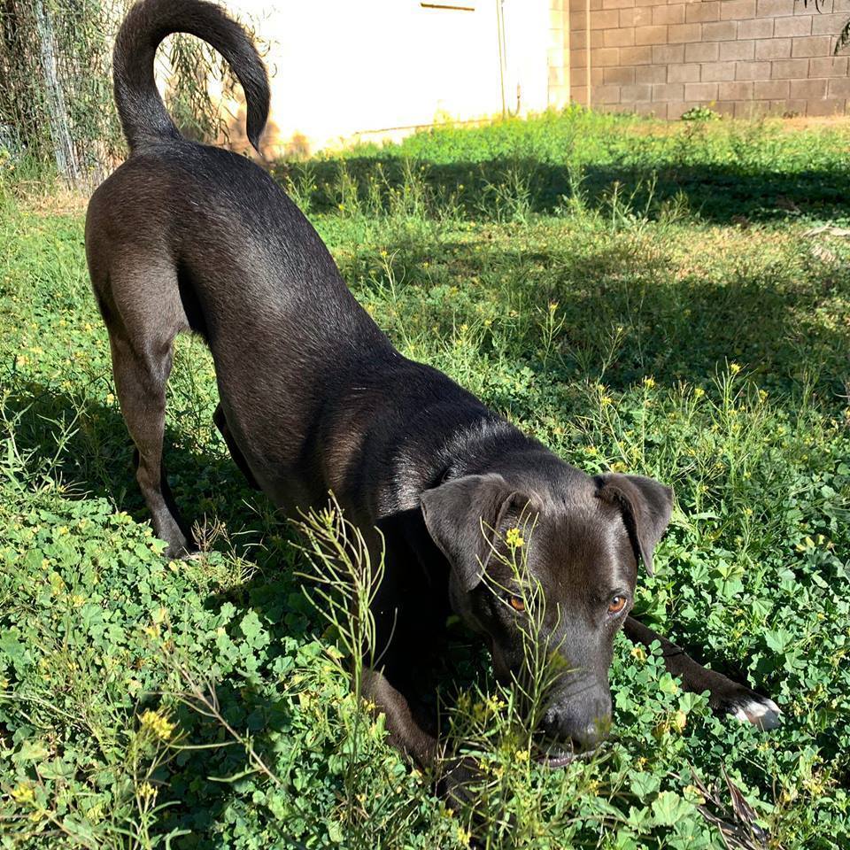 Enlarge Rocket, a Adoptable Labrador Retriever in Phoenix, AZ image 2/12