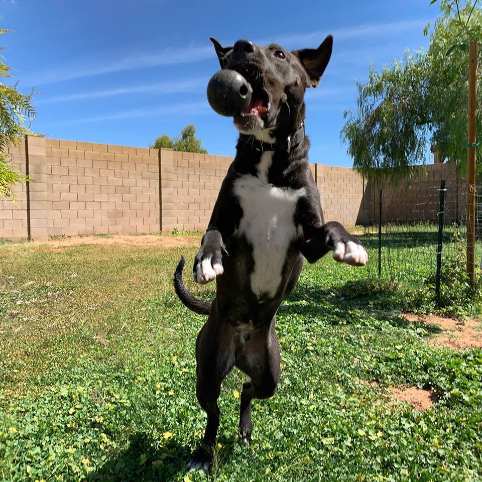 Enlarge Rocket, a Adoptable Labrador Retriever in Phoenix, AZ image 4/12
