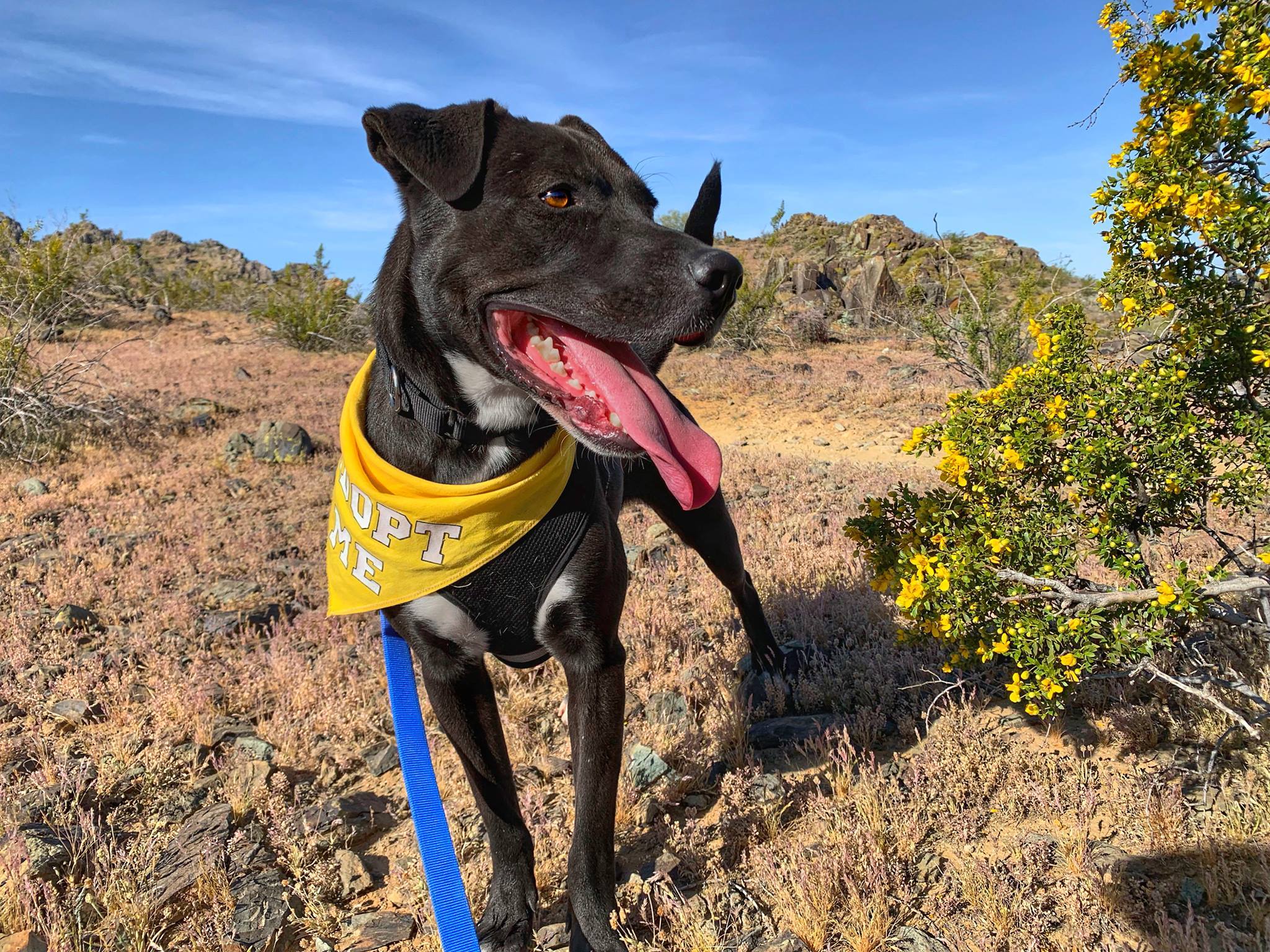 Enlarge Rocket, a Adoptable Labrador Retriever in Phoenix, AZ image 5/12