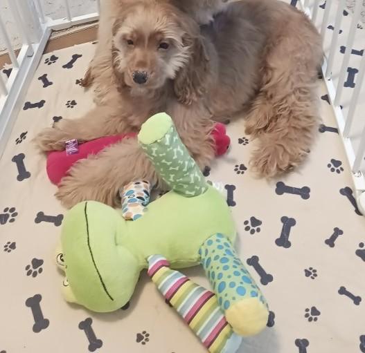 Dutton, Adoptable, Puppy Male Cocker Spaniel.