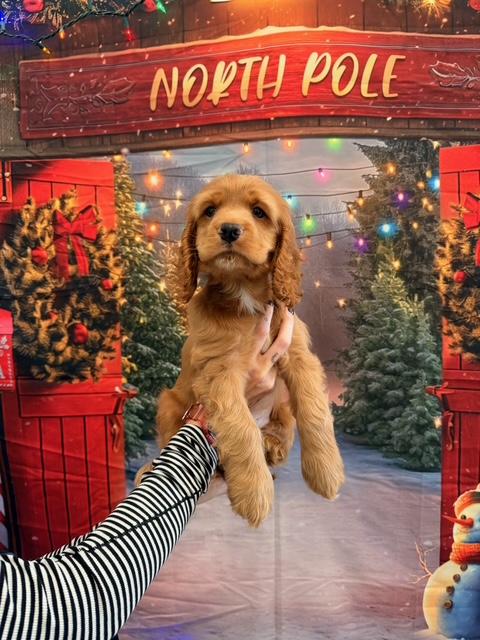 Enlarge Dutton, a Adoptable Cocker Spaniel in Kannapolis, NC image 3/3