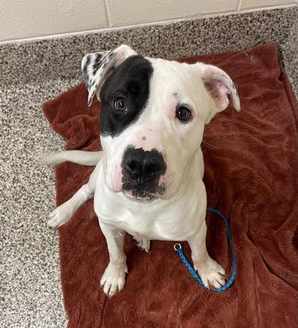 Enlarge Ragamuffin, a Adoptable mixed breed in Detroit, MI image 1/1