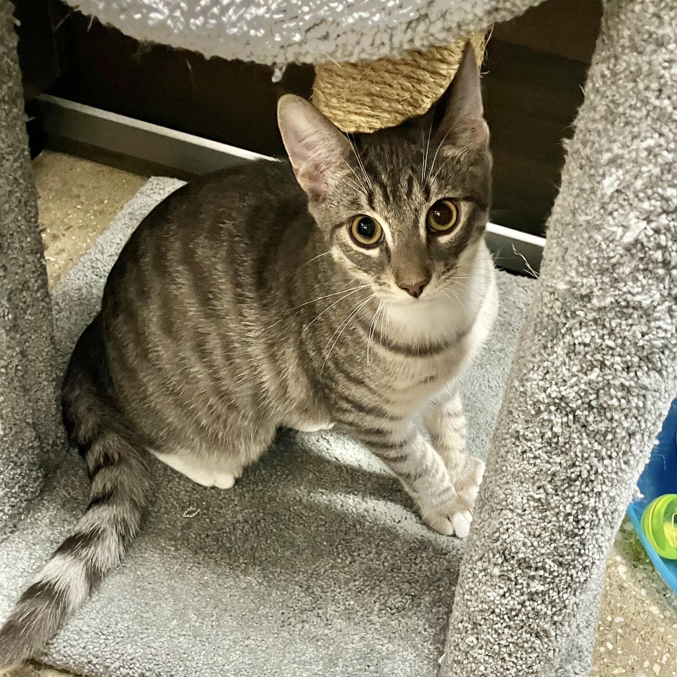 Enlarge Ford, a Adoptable Domestic Short Hair in Huntington Station, NY image 1/1