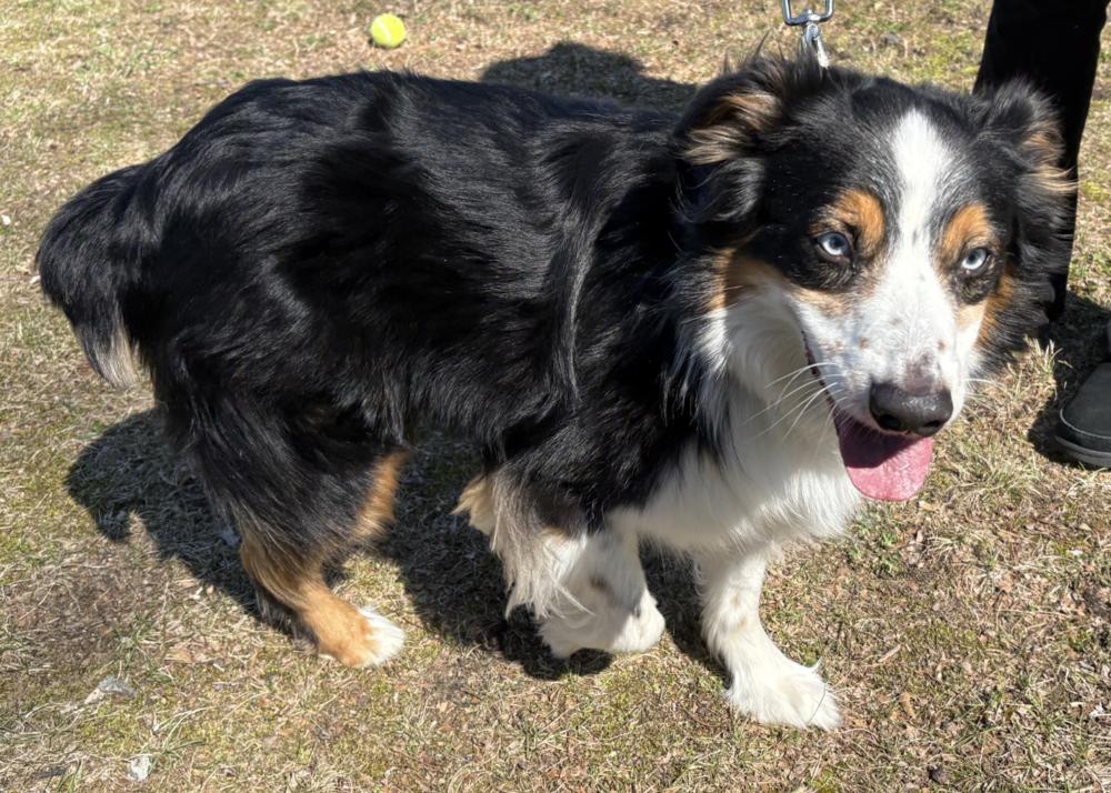 1110 Finley, a Adoptable Australian Shepherd in South Bend, IN image 2/6