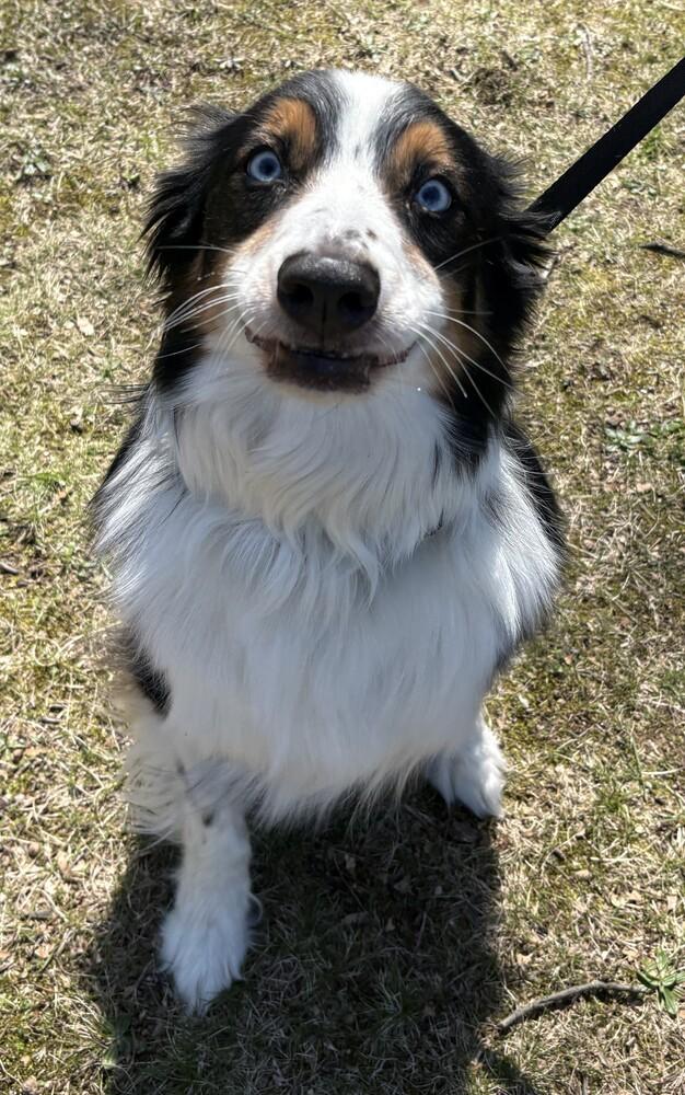 1110 Finley, a Adoptable Australian Shepherd in South Bend, IN image 3/6