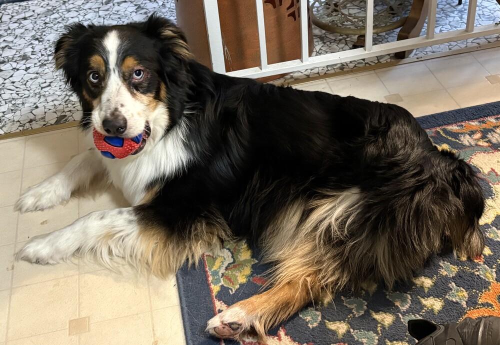 1110 Finley, a Adoptable Australian Shepherd in South Bend, IN image 4/6